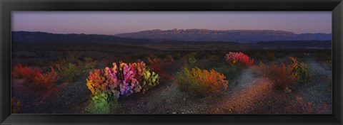 Framed Flowers in a field, Big Bend National Park, Texas, USA Print