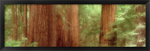 Framed Redwood Trees, Muir Woods, California, USA, Print