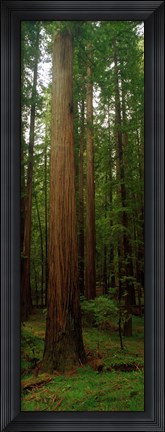 Framed Giant Redwood Trees Ave of the Giants Redwood National Park Northern CA Print