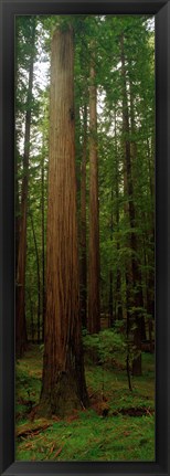 Framed Giant Redwood Trees Ave of the Giants Redwood National Park Northern CA Print