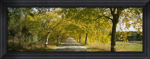 Framed Trees along the road, Portugal Print