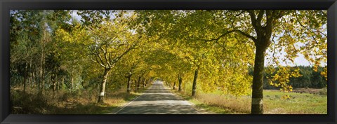 Framed Trees along the road, Portugal Print