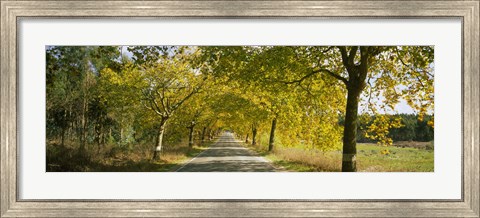 Framed Trees along the road, Portugal Print