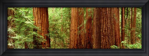Framed Redwoods Muir Woods CA USA Print