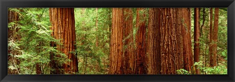 Framed Redwoods Muir Woods CA USA Print