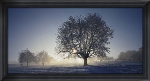 Framed Cherry Tree in Snow, Aargau, Switzerland Print