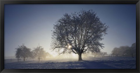 Framed Cherry Tree in Snow, Aargau, Switzerland Print