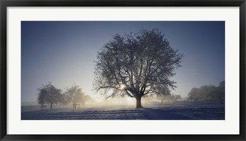 Framed Cherry Tree in Snow, Aargau, Switzerland Print