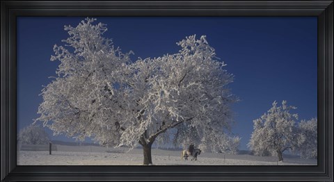 Framed Two people horseback riding through cherry trees on a snow covered landscape, Aargau, Switzerland Print