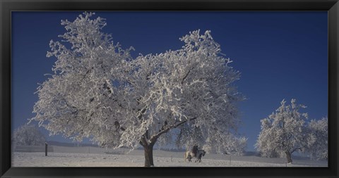 Framed Two people horseback riding through cherry trees on a snow covered landscape, Aargau, Switzerland Print