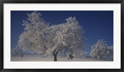 Framed Two people horseback riding through cherry trees on a snow covered landscape, Aargau, Switzerland Print