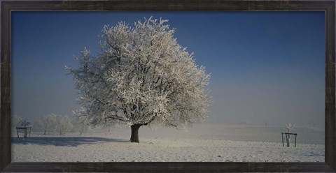 Framed Cherry Tree in a Snowy Landscape, Aargau, Switzerland Print