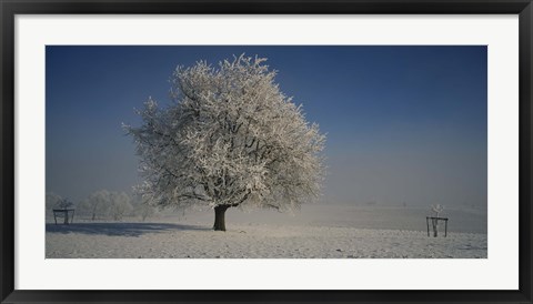 Framed Cherry Tree in a Snowy Landscape, Aargau, Switzerland Print