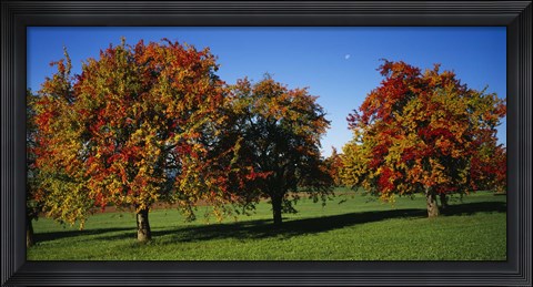 Framed Pear trees in a field, Swiss Midlands, Switzerland Print