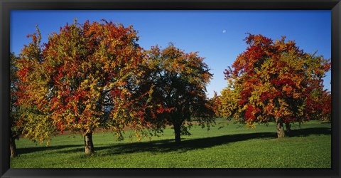 Framed Pear trees in a field, Swiss Midlands, Switzerland Print