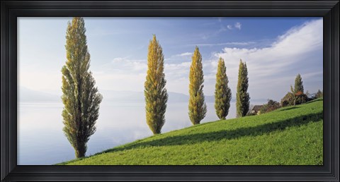 Framed Switzerland, Lake Zug, Row of Populus Trees near a lake Print
