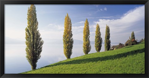 Framed Switzerland, Lake Zug, Row of Populus Trees near a lake Print