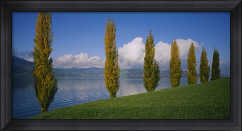 Framed Row of poplar trees along a lake, Lake Zug, Switzerland Print