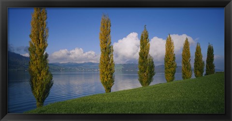 Framed Row of poplar trees along a lake, Lake Zug, Switzerland Print