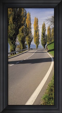 Framed Switzerland, Lake Zug, View of Populus Trees lining a road Print