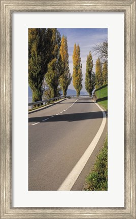 Framed Switzerland, Lake Zug, View of Populus Trees lining a road Print