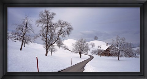 Framed Switzerland, Canton of Zug, Linden trees on a snow covered landscape Print
