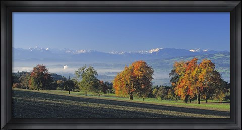 Framed Switzerland, Reusstal, Panoramic view of Pear trees in the Swiss Midlands Print