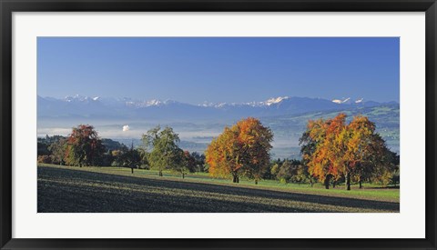 Framed Switzerland, Reusstal, Panoramic view of Pear trees in the Swiss Midlands Print