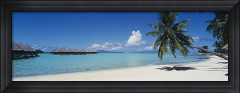 Framed Palm Tree On The Beach, Moana Beach, Bora Bora, Tahiti, French Polynesia Print