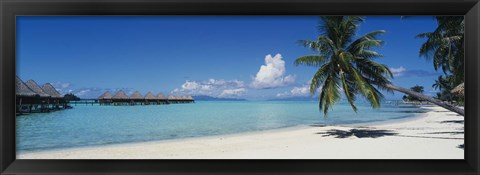 Framed Palm Tree On The Beach, Moana Beach, Bora Bora, Tahiti, French Polynesia Print