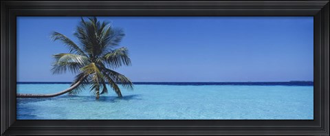 Framed Palm tree in the sea, Maldives Print