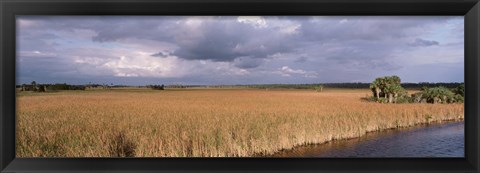 Framed USA, Florida, Big Cypress National Preserve along Tamiami Trail Everglades National Park Print