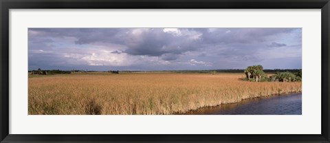 Framed USA, Florida, Big Cypress National Preserve along Tamiami Trail Everglades National Park Print