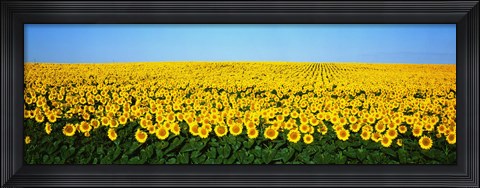 Framed Sunflower Field, North Dakota, USA Print