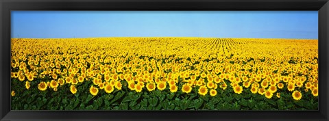 Framed Sunflower Field, North Dakota, USA Print