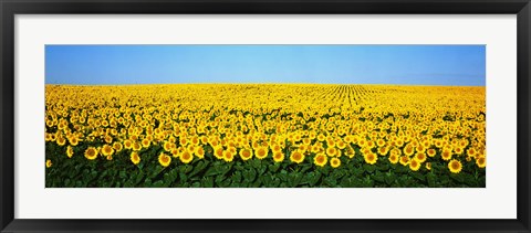 Framed Sunflower Field, North Dakota, USA Print