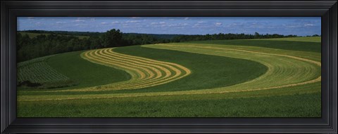Framed Curving crops in a field, Illinois, USA Print