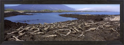 Framed Marine iguanas (Amblyrhynchus cristatus) at a coast, Fernandina Island, Galapagos Islands, Ecuador Print