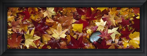 Framed Maple leaves Print