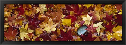 Framed Maple leaves Print