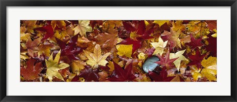 Framed Maple leaves Print