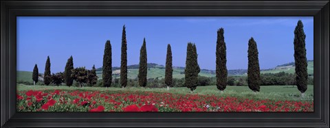 Framed Field Of Poppies And Cypresses In A Row, Tuscany, Italy Print
