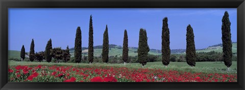 Framed Field Of Poppies And Cypresses In A Row, Tuscany, Italy Print