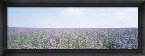 Framed Field of Phacelia, Germany Print