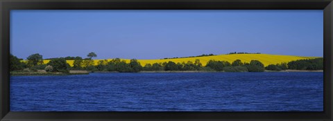 Framed Lake in front of a rape field, Holstein, Schleswig-Holstein, Germany Print