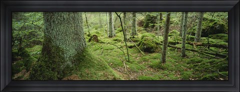 Framed Close-up of moss on a tree trunk in the forest, Siggeboda, Smaland, Sweden Print