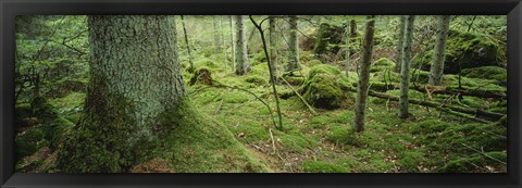 Framed Close-up of moss on a tree trunk in the forest, Siggeboda, Smaland, Sweden Print