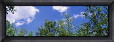 Framed Low angle view of trees Print