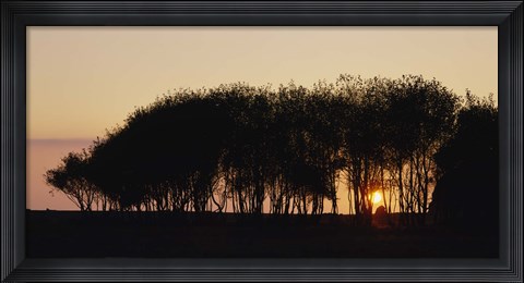 Framed Silhouette of trees, California, USA Print