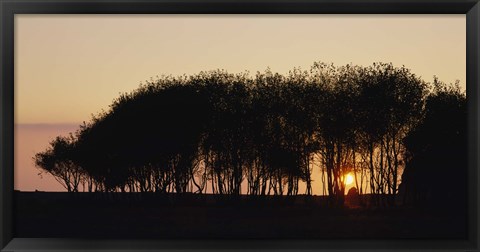 Framed Silhouette of trees, California, USA Print